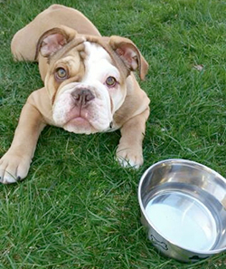 English Bulldog puppy resting on grass next to a water bowl, representing pet nutrition services in Kingston