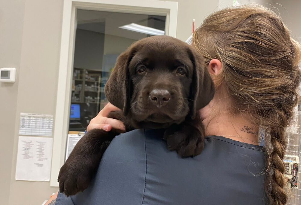 Veterinary technician holding a chocolate Labrador puppy during a microchipping appointment in Kingston