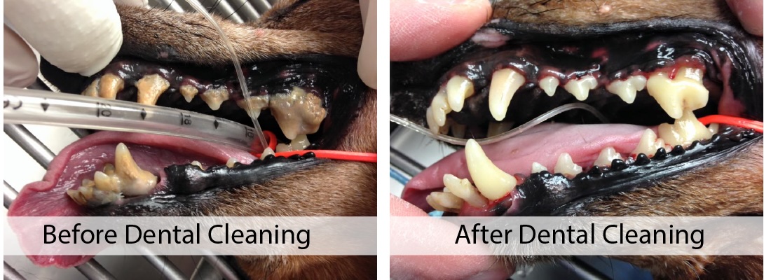 Before and after comparison of a dog's teeth showing results of a professional veterinary dental cleaning in Kingston