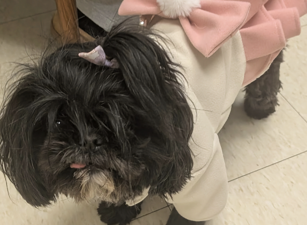 Adorable Shih Tzu wearing a pink bow outfit visiting a veterinary clinic for pet care services in Kingston