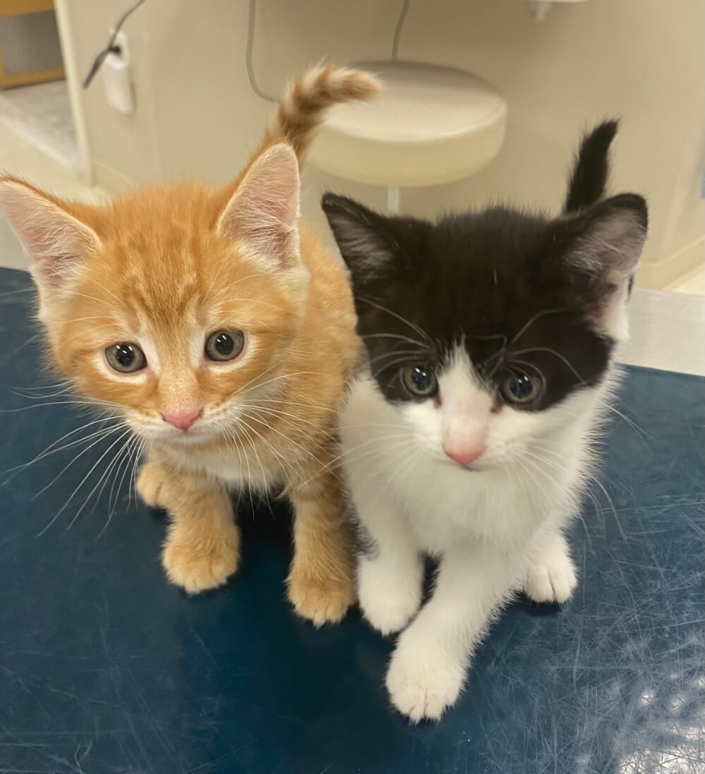 Two curious kittens sitting on a veterinary exam table during a physical exam and consultation in Kingston