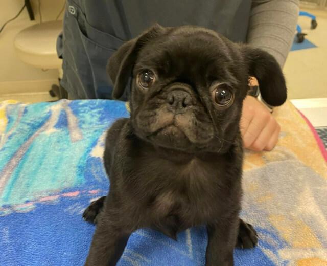 Laser Therapy